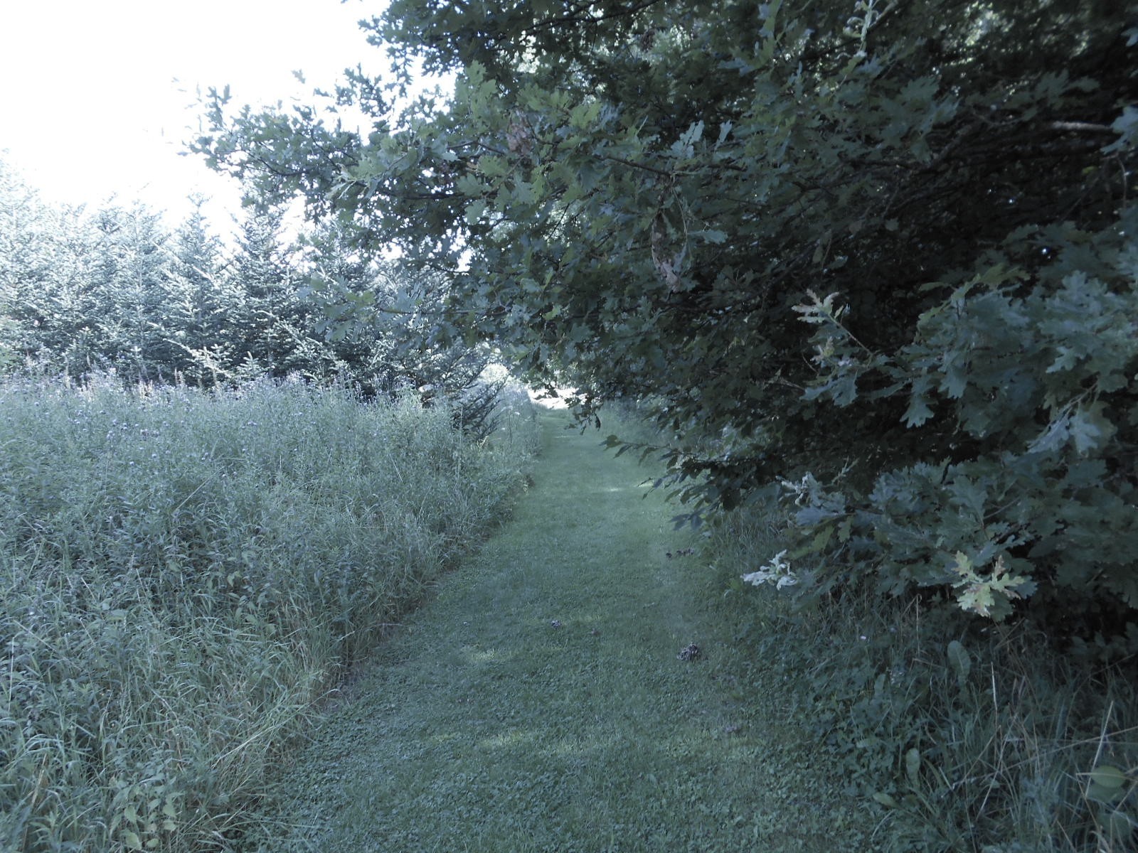 Chemin en gazon dans la partie promenade